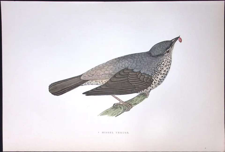 Missel Thrush Rev Morris History of British Birds 130 Yrs-Old AntiqueEngraving-85