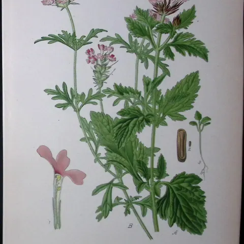 Vervain Edward Step Rare Antique Botanical Book Plate-220