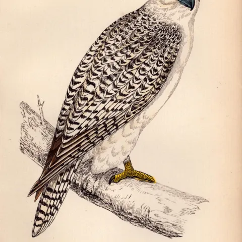 Jer-Falcon Rev Morris Antique 1888 History of British Birds Engraving-7.