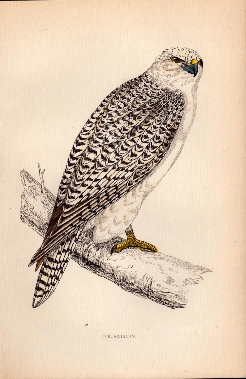 Jer-Falcon Rev Morris Antique 1888 History of British Birds Engraving-7.