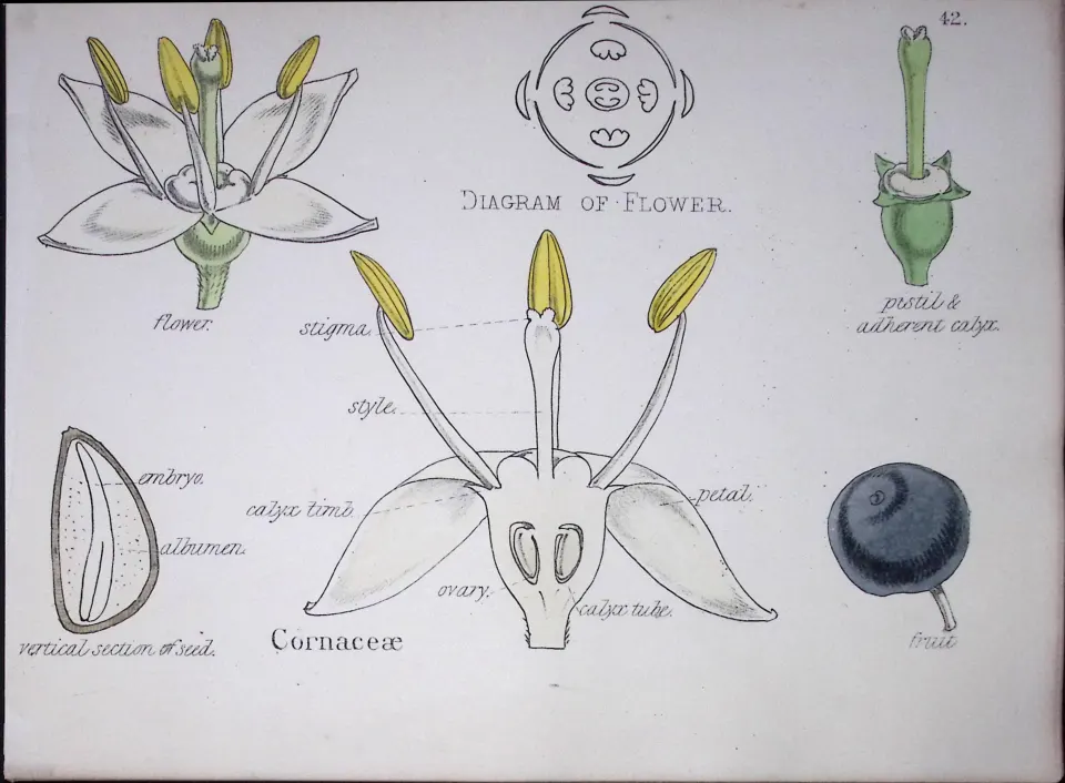 Dogwood Botanical Flower Diagram Rare Antique First Edition Illustration-42