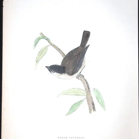Marsh Titmouse Rev Morris Antique History of British Birds 130 Years-Old Engraving-69