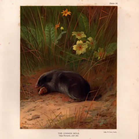 The Common Mole Rare Limited-Edition J.G. Millais  Coloured Antique Print-57.