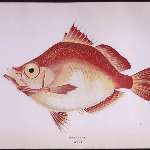 Boar Fish Scarce Antique 1877 Johnathan Couch Woodblock Engraving-58