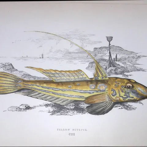 Yellow Skulpin Fish Scarce Antique 1877 J. Couch Woodblock Engraving-60