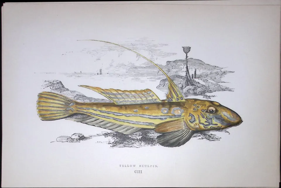 Yellow Skulpin Fish Scarce Antique 1877 J. Couch Woodblock Engraving-60