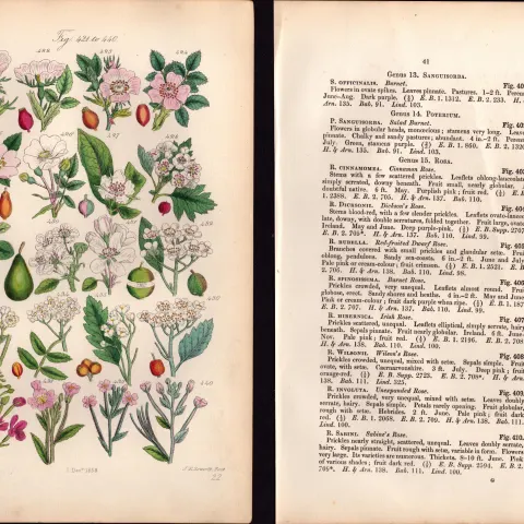 Sowerby Antique Dog Rose, Hawthorn, May, Wild Pear, Wild Apple, Crab Apple-22--Set-2.