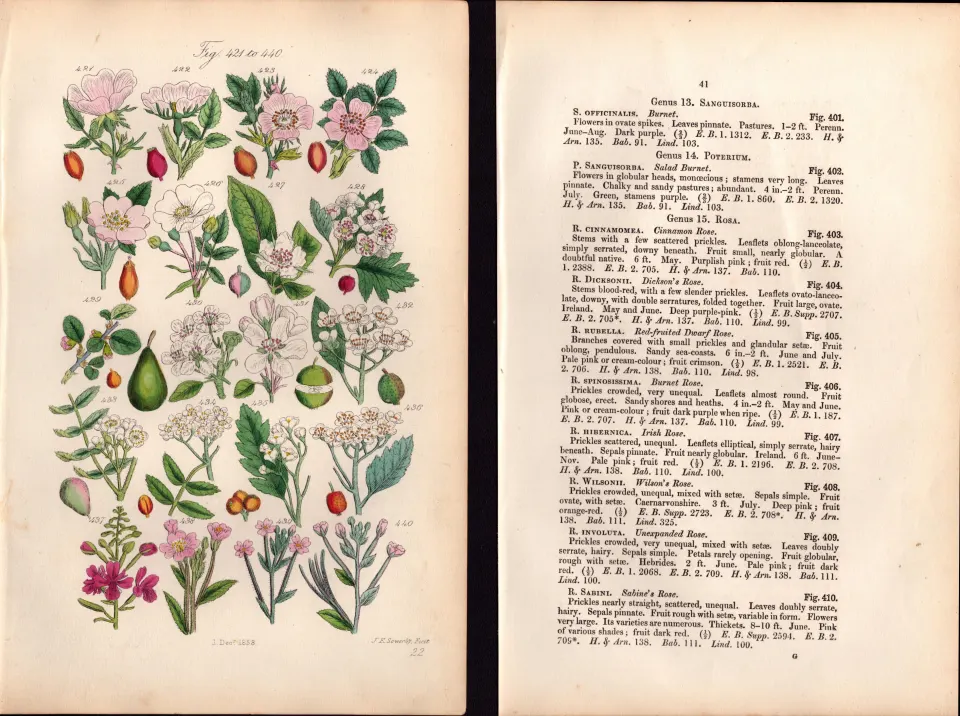 Sowerby Antique Dog Rose, Hawthorn, May, Wild Pear, Wild Apple, Crab Apple-22--Set-2.