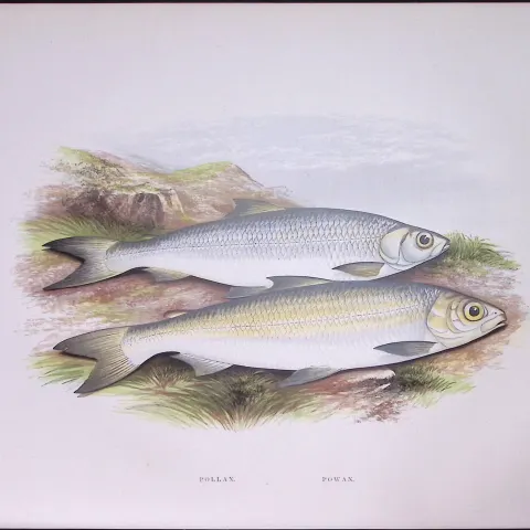 Pollan & Powan Rev Houghton British Freshwater Fish 1879 Scarce Engraving-6
