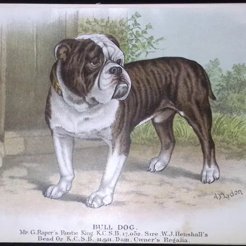 Bull Dog British Dogs by Hugh Dalziel 1889 Antique Coloured Book Plate-12
