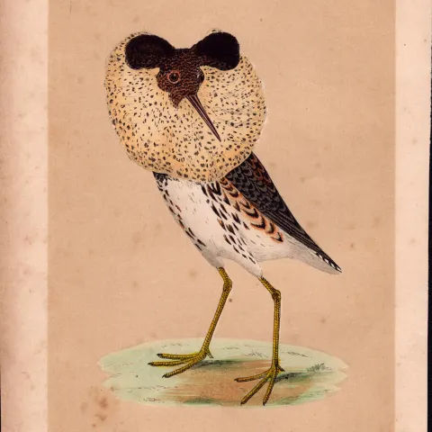 Ruff Rev Morris Antique History of British Birds Engraving.