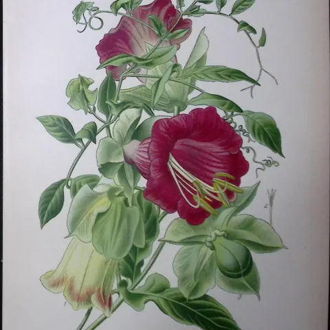 Cup and Saucer Vine Edward Step Rare Antique Botanical Book Plate-190