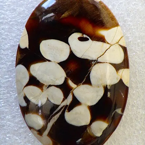 A Fossil Peanut Wood Oval Cabochon 62 Carats