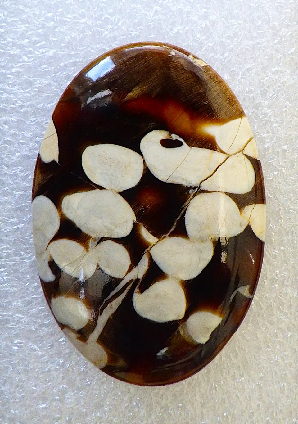 A Fossil Peanut Wood Oval Cabochon 62 Carats