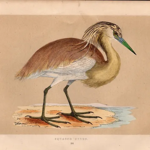 Squacco Heron Rev Morris Antique History of British Birds Engraving.