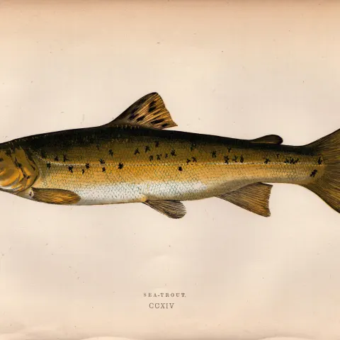 Sea Trout Antique Johnathan Couch Coloured Fish Engraving.