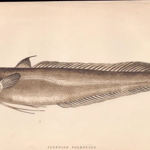Blennoid  Forkbeard 1868 Antique Johnathan Couch Coloured Fish Engraving.