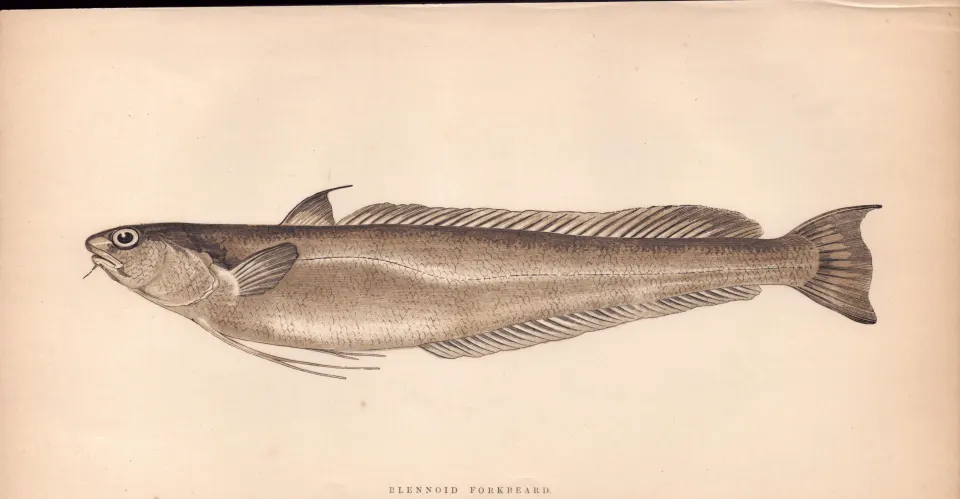 Blennoid  Forkbeard 1868 Antique Johnathan Couch Coloured Fish Engraving.