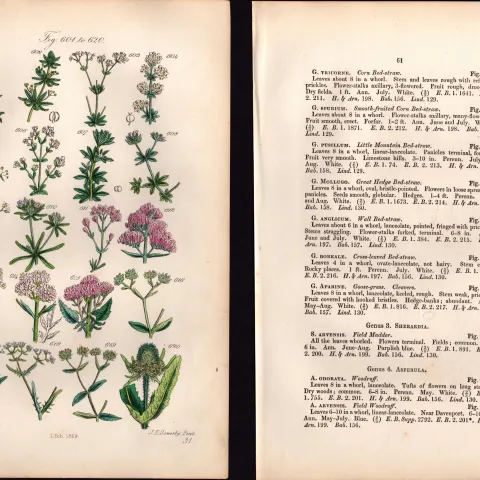 Sowerby Antique  Goosegrass, Red Valerian, Corn Salad, Lamb's Lettuce-31-Set-2.