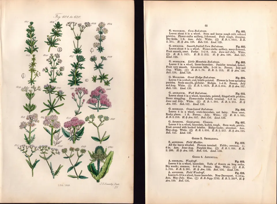 Sowerby Antique  Goosegrass, Red Valerian, Corn Salad, Lamb's Lettuce-31-Set-2.