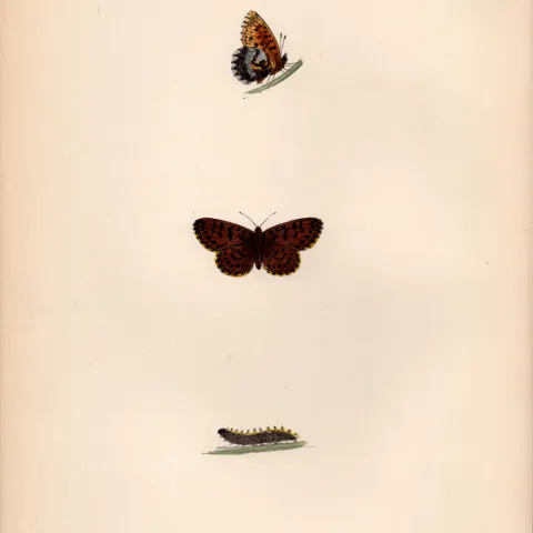 Weaver’s Fritillary Hand Coloured  Antique Butterfly Plate Rev Morris-131.