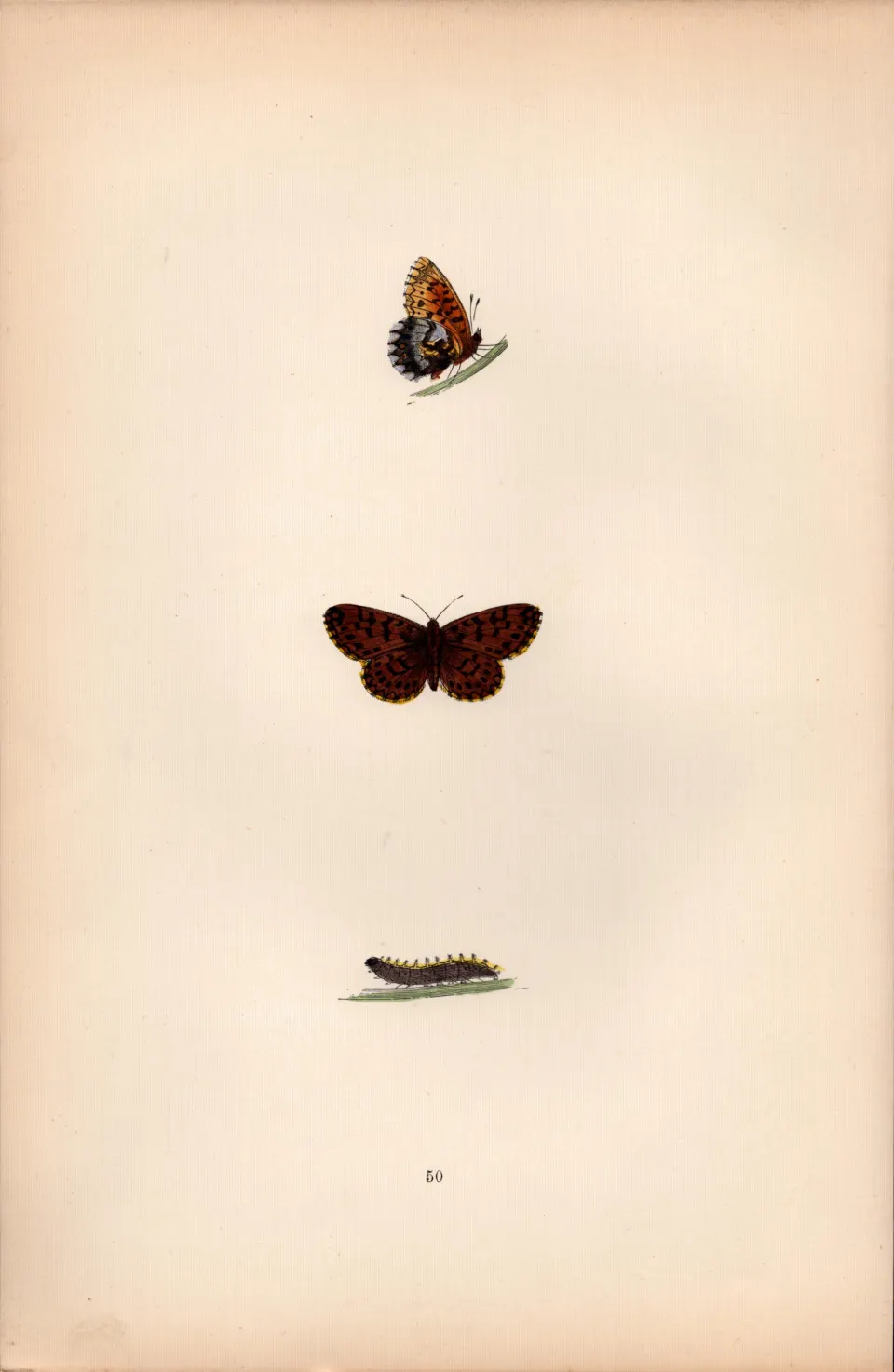 Weaver’s Fritillary Hand Coloured  Antique Butterfly Plate Rev Morris-131.