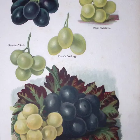 Grapes Vibert Muscat, Maroc, Muscadine Fruit Antique Mary Rivers Illustration-2.