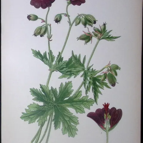 Broad Petaled Crane’s Bill Edward Step Rare Antique Botanical Book Plate-53