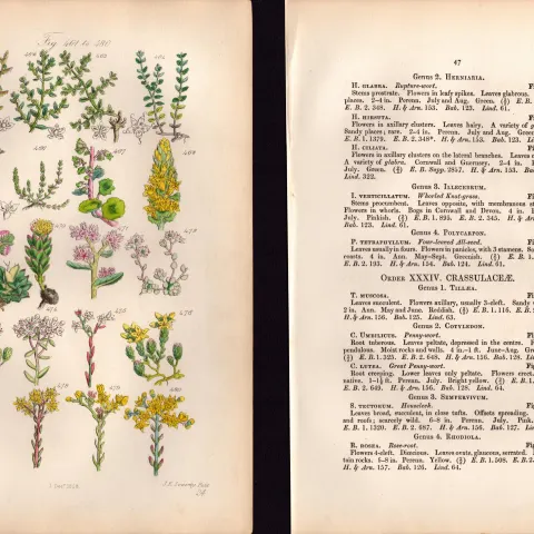 Sowerby Antique Pennywort, Houseleek, Rose Root, White Stonecrop, Knotgrass-24--Set-2.
