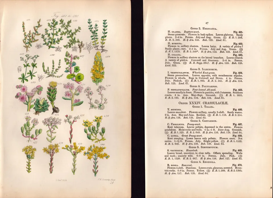 Sowerby Antique Pennywort, Houseleek, Rose Root, White Stonecrop, Knotgrass-24--Set-2.