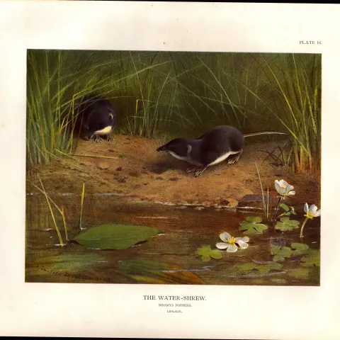 The Water-Shrew at Play Rare Limited-Edition Coloured Antique Print-55.