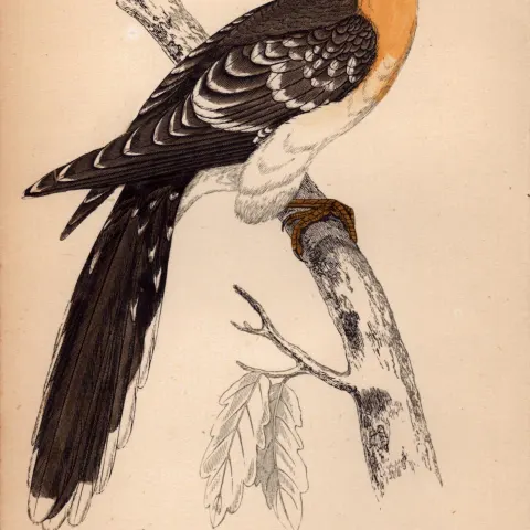 Great Spotted Cuckoo Rev Morris 1888  Antique History of British Birds Engraving-31.
