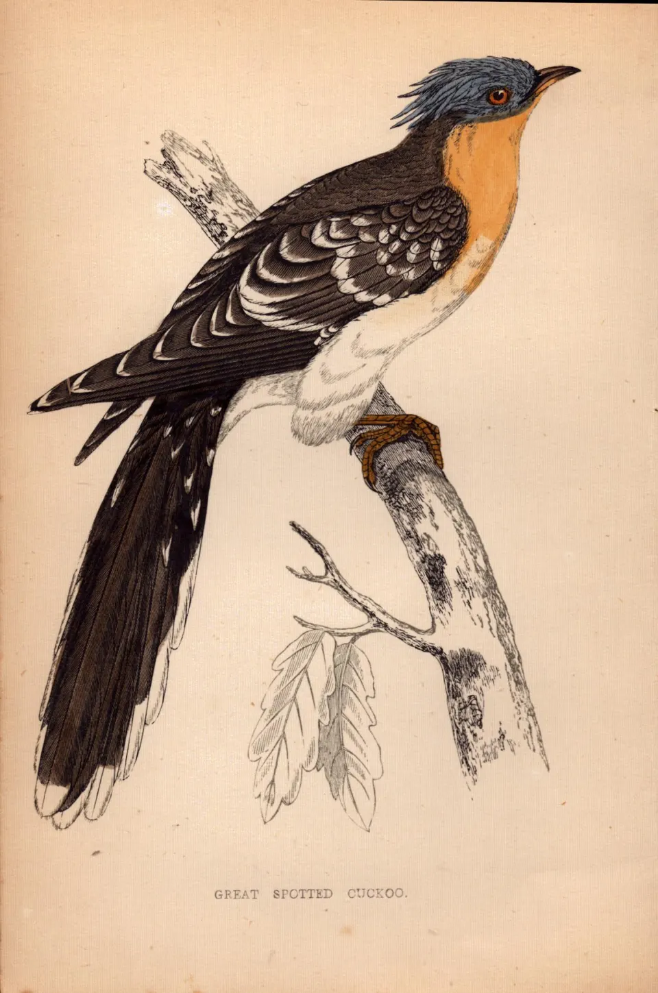 Great Spotted Cuckoo Rev Morris 1888  Antique History of British Birds Engraving-31.