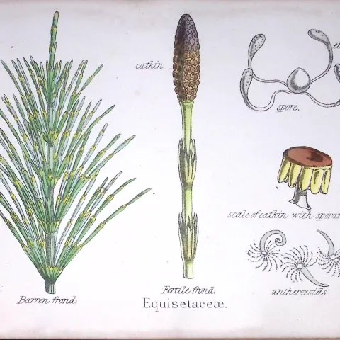 Horsetail Family Botanical Flower Diagram Rare Antique First Edition Illustration-104