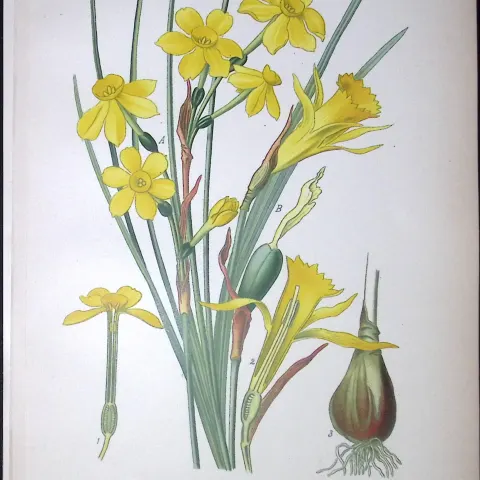 Jonquil Daffodil Edward Step Rare Antique Botanical Book Plate-259