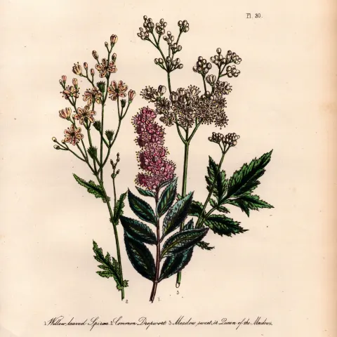 Rare 165-Yr-Old Antique Wildflower Gilt-Edged Illustration Jane Webb Loudon-30