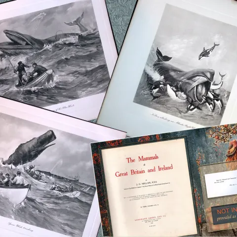 Job-Lot J.G. Millais Rare Limited-Edition Whales Family Species Antique Prints-7.
