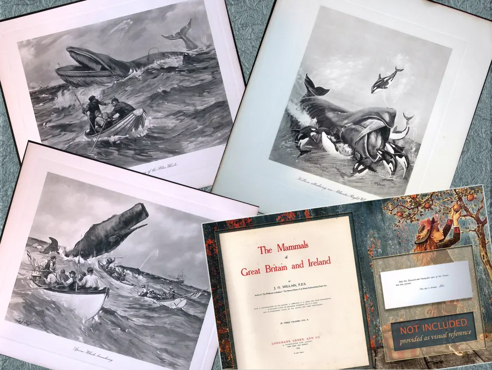 Job-Lot J.G. Millais Rare Limited-Edition Whales Family Species Antique Prints-7.