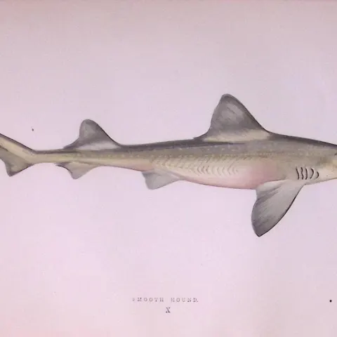 Smooth-Hound Shark Antique 1877 J. Couch Woodblock Engraving-12