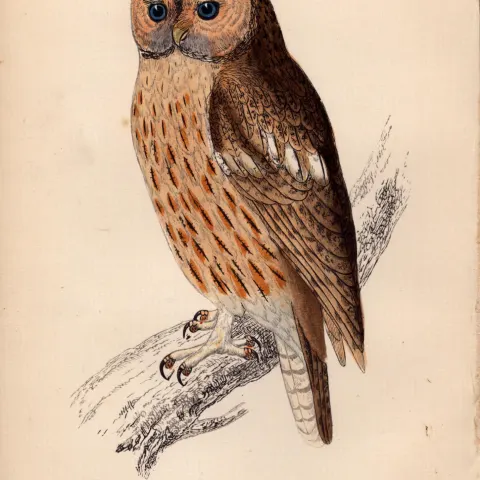 Tawny Owl Rev Morris Antique1888 History of British Birds Engraving.14.
