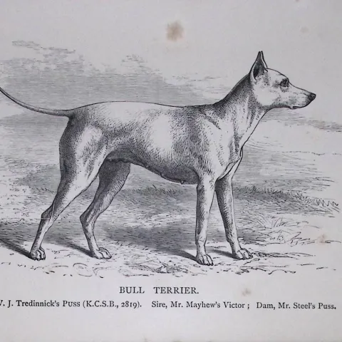 Bull Terrier British Dogs by Hugh Dalziel 1889 Antique Book Plate-50