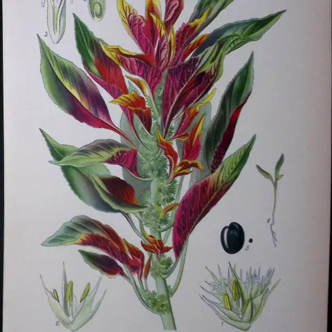 Variegated Amaranth Edward Step Rare Antique Botanical Book Plate-228