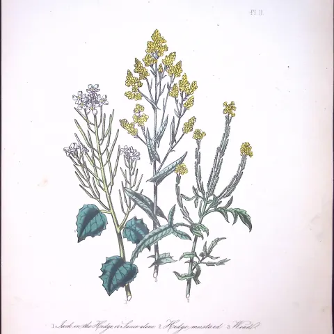 Rare 165-Yr-Old Antique Wildflower Gilt-Edged Illustration Jane Webb Loudon -11.