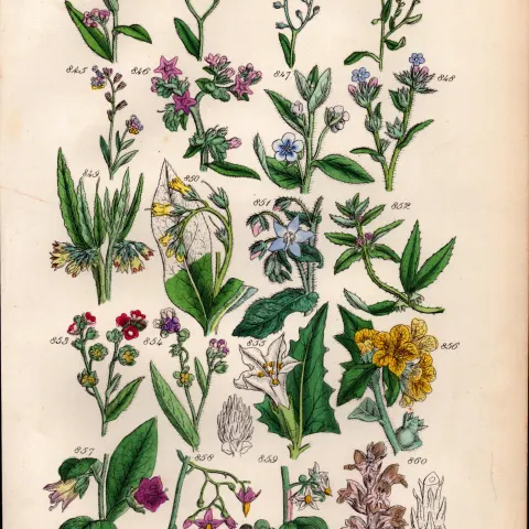 Sowerby Antique Forget-Me-Not, Alkanet, Borage, Madwort, Deadly Nightshade-43.