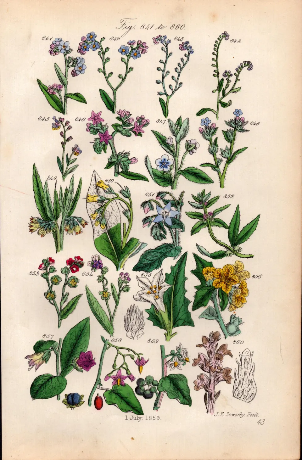 Sowerby Antique Forget-Me-Not, Alkanet, Borage, Madwort, Deadly Nightshade-43.