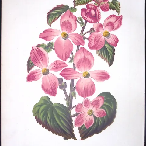 Begonia Diversifolia Flower Antique Shirley Hibbard Greenhouse Coloured Print-43