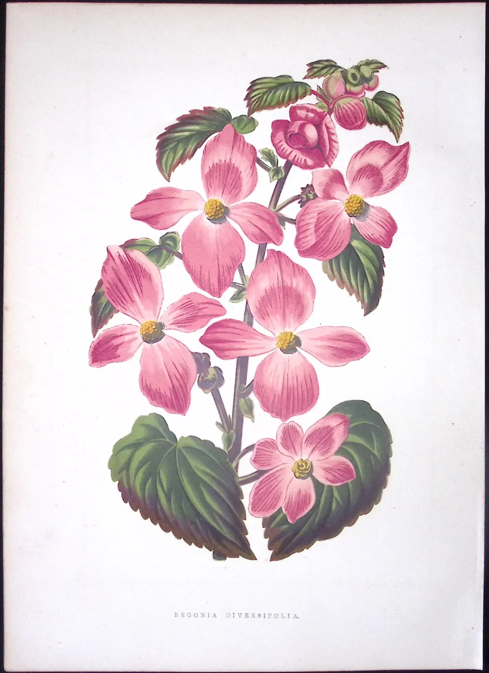 Begonia Diversifolia Flower Antique Shirley Hibbard Greenhouse Coloured Print-43