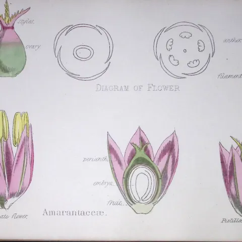 Amaranthaceae Botanical Flower Diagram Rare Antique First Edition Illustration-69