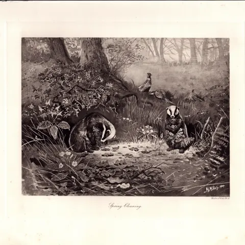 Otters Spring Clearing Rare Limited-Edition Antique  JG Millais Print-73.