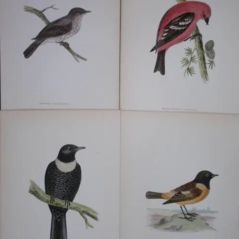 Job-Lot Rev Morris History of British Birds 130 Yrs-Old Antique Engravings-14